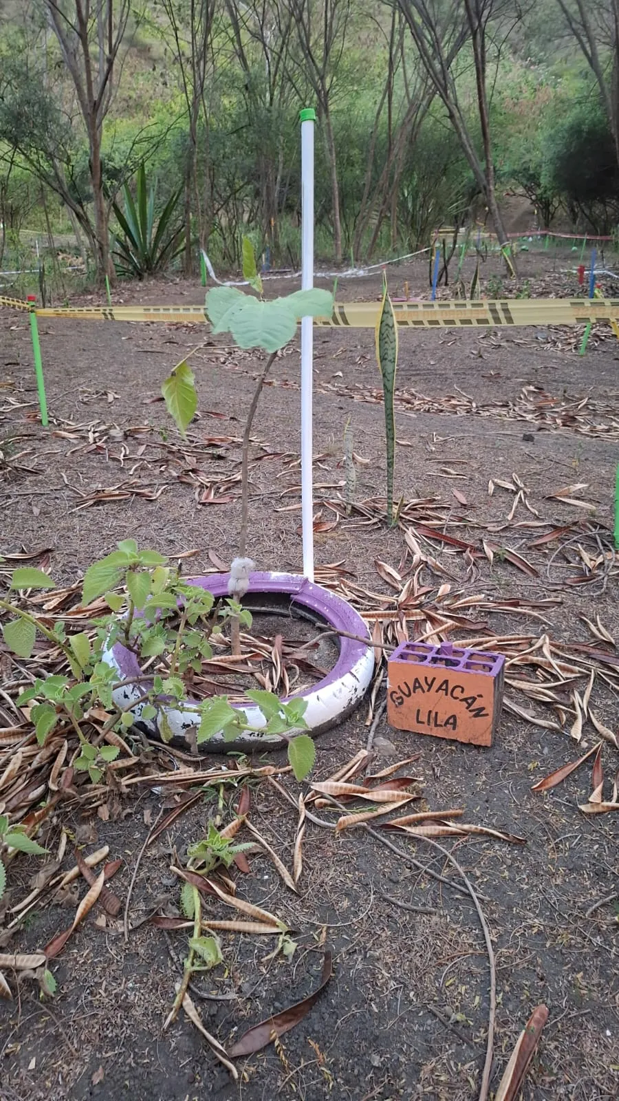Guayacán plantado en llanta reciclada pintada de rosado