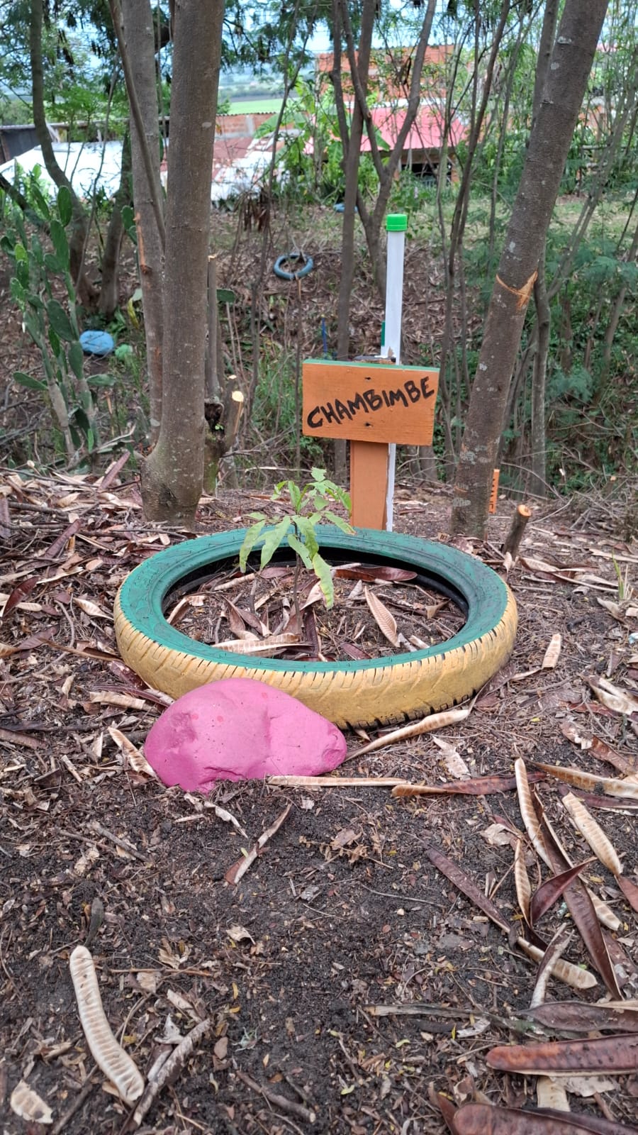 Árbol de Chambimbe plantado dentro de una llanta de bicicleta pintada de verde y amarillo