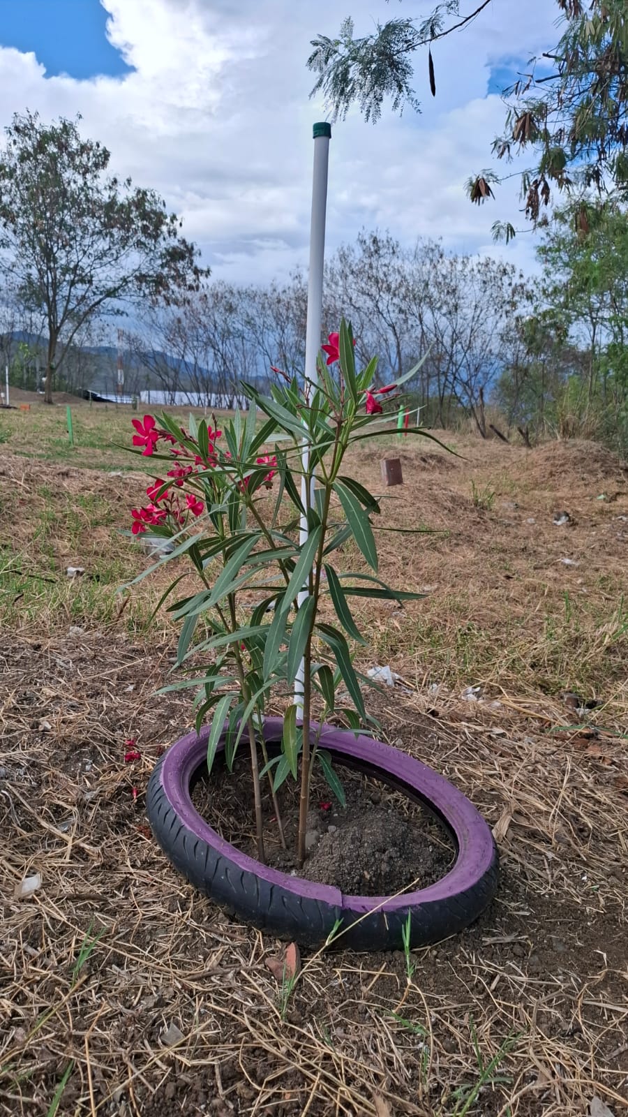 Árbol de Habano sembrado durante la Sembratón del Día de la Tierra 2026 en el Pump Track