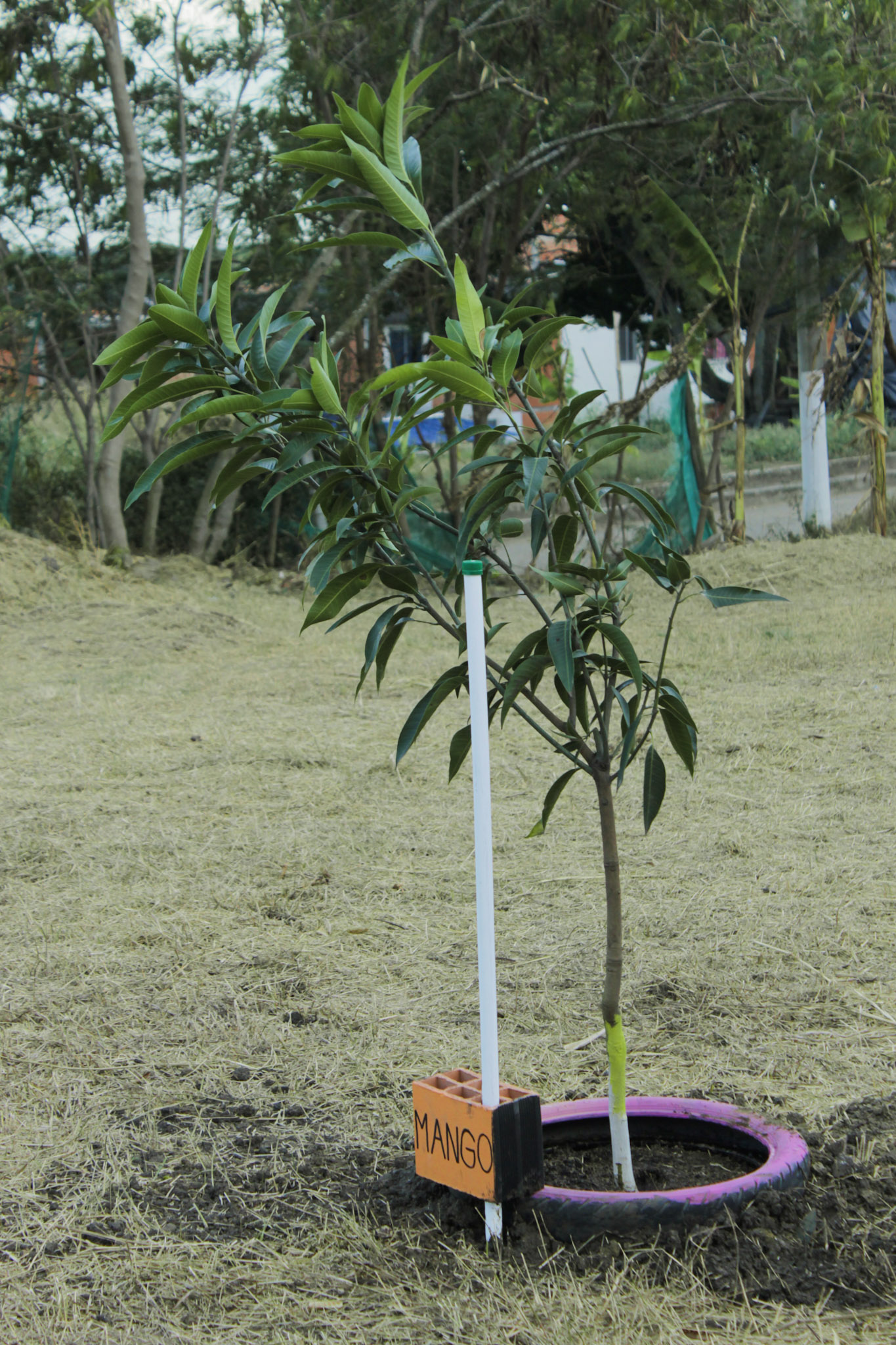 Sembratón en el Pump Track: Trocha y Ruta celebra el Día de la Tierra con 23 árboles — foto 14 de 16