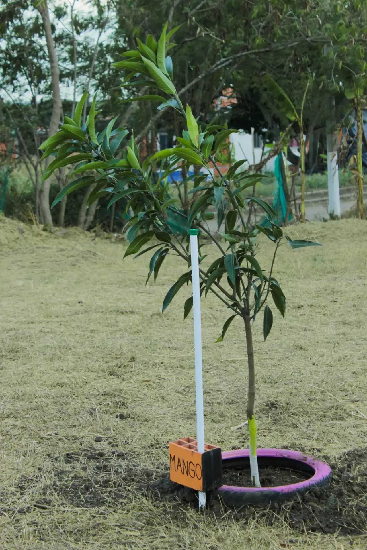 Sembratón en el Pump Track: Trocha y Ruta celebra el Día de la Tierra con 23 árboles — foto 14 de 16
