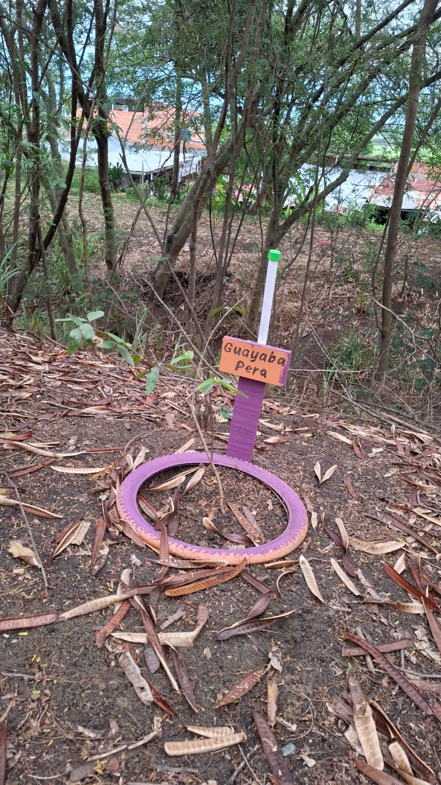 Árbol de Guayaba Pera plantado dentro de una llanta de bicicleta pintada de morado