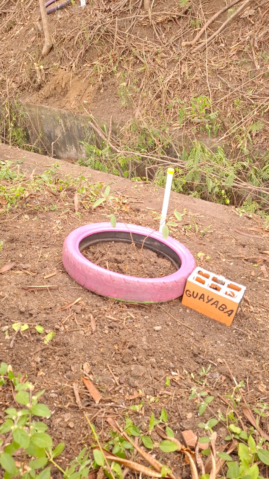 Árbol de Guayaba recién sembrado dentro de una llanta rosada con letrero naranja