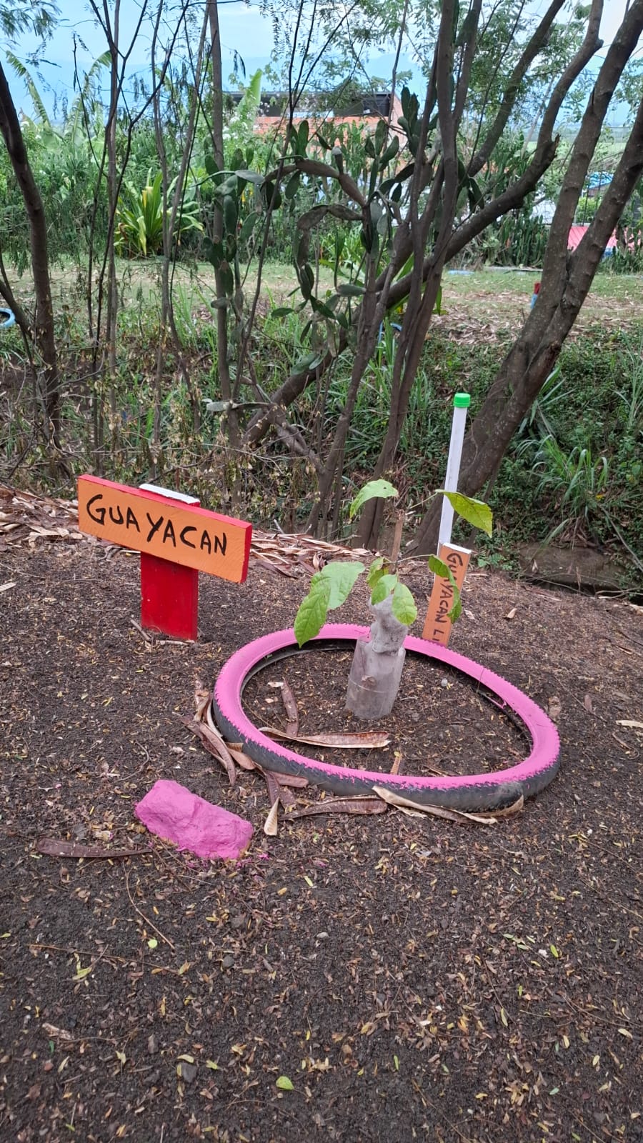 Segundo árbol de Guayacán plantado dentro de una llanta de bicicleta pintada de rosado