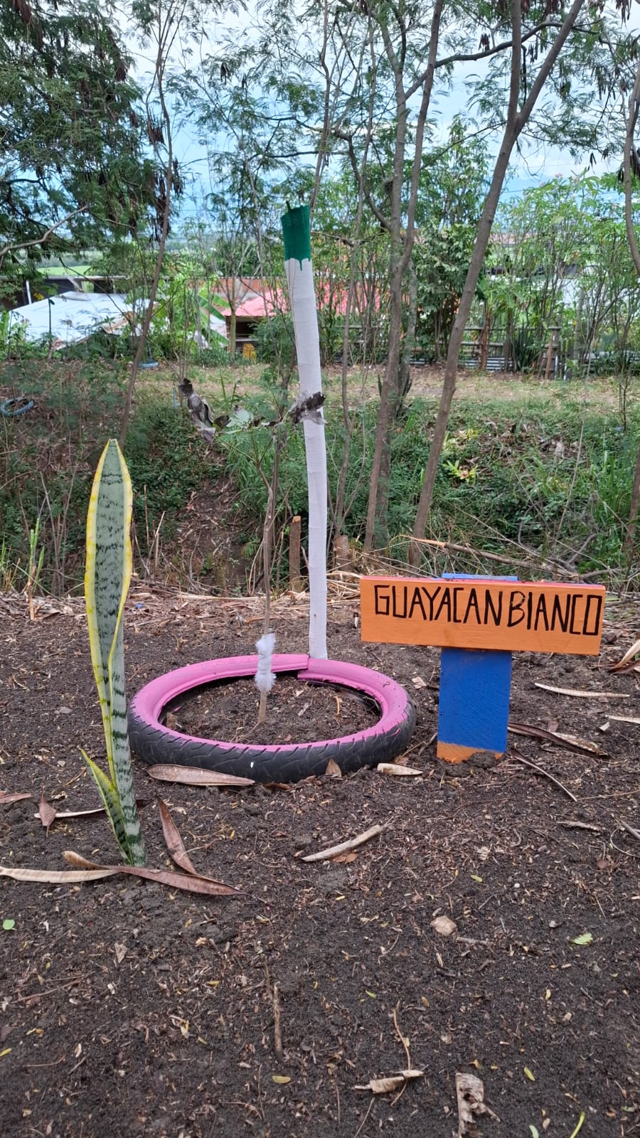 Árbol de Guayacán Blanco plantado dentro de una llanta de bicicleta pintada de rosado