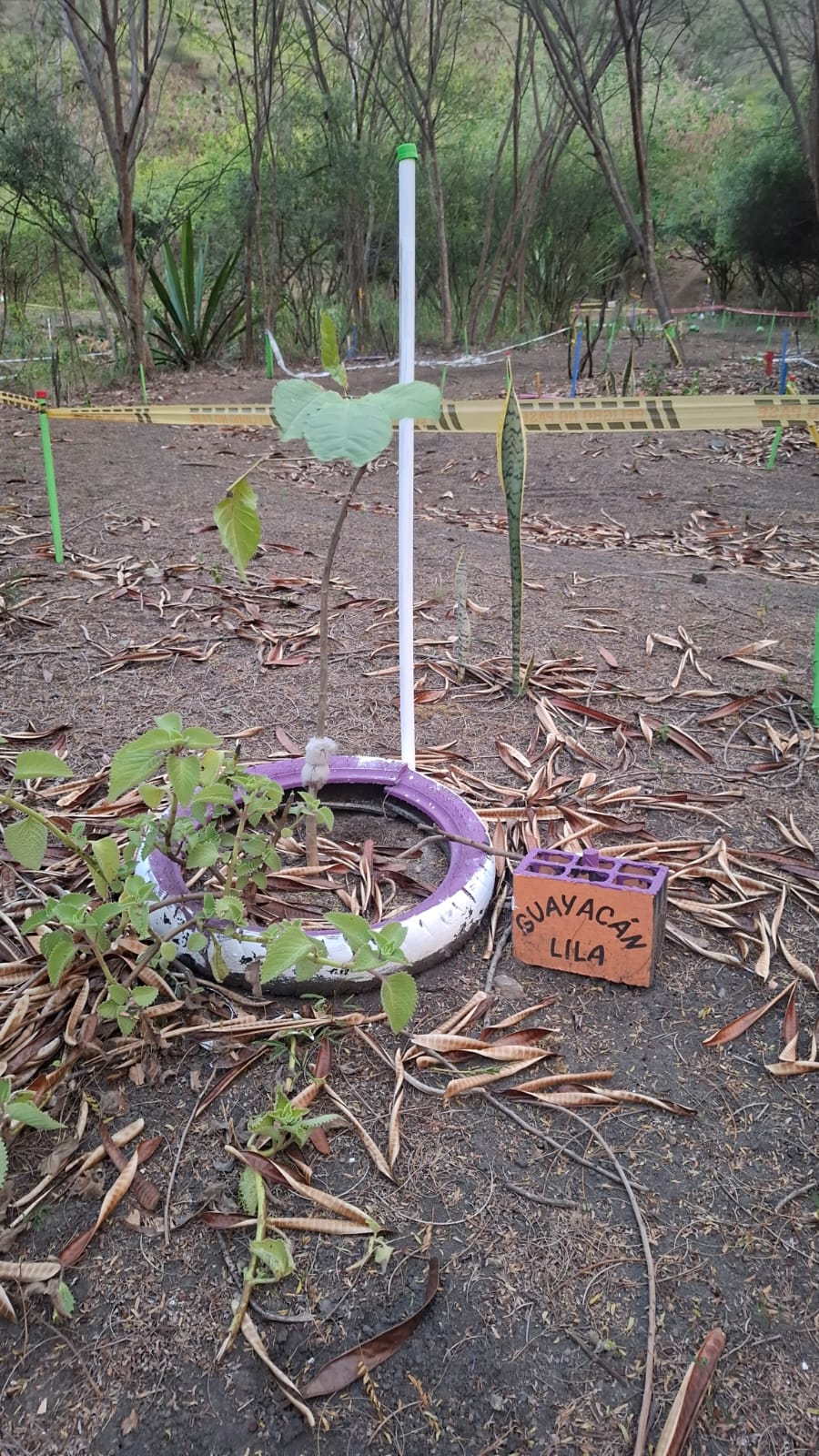 Árbol de Guayacán plantado dentro de una llanta de bicicleta pintada de rosado