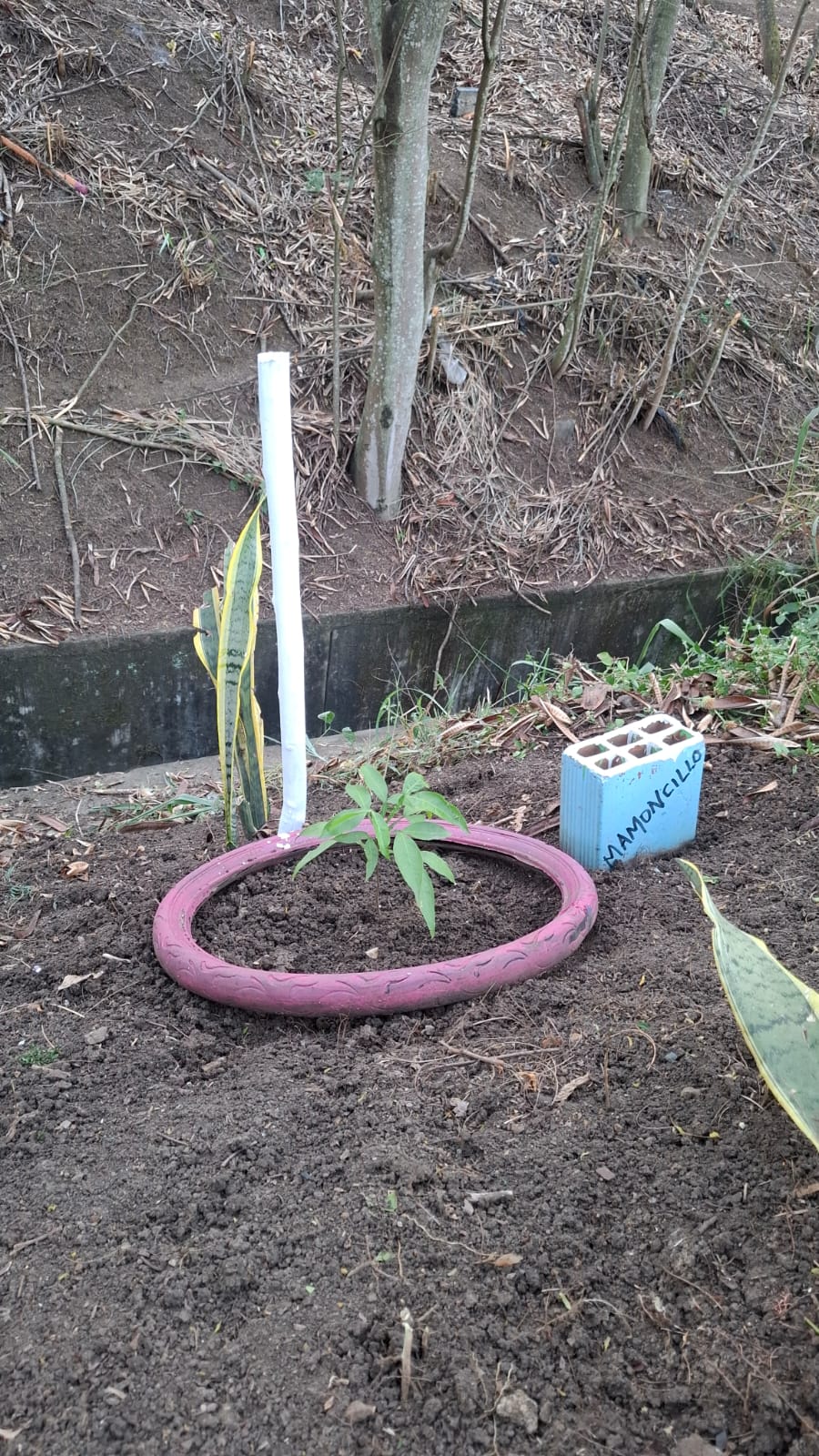 Árbol de Mamoncillo plantado dentro de una llanta de bicicleta rosada con letrero azul artesanal