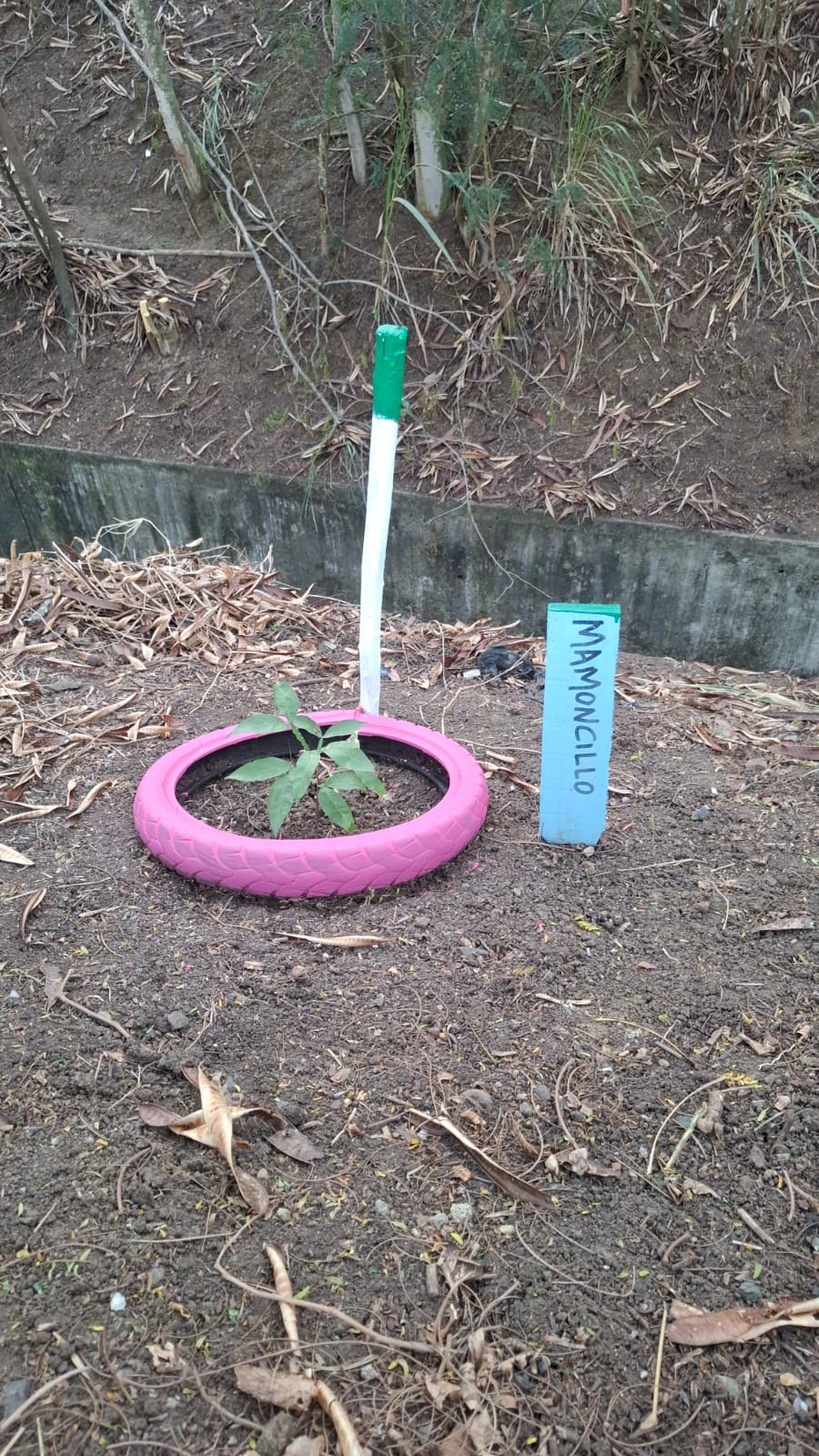 Segundo árbol de Mamoncillo con llanta rosada y letrero azul pintado a mano
