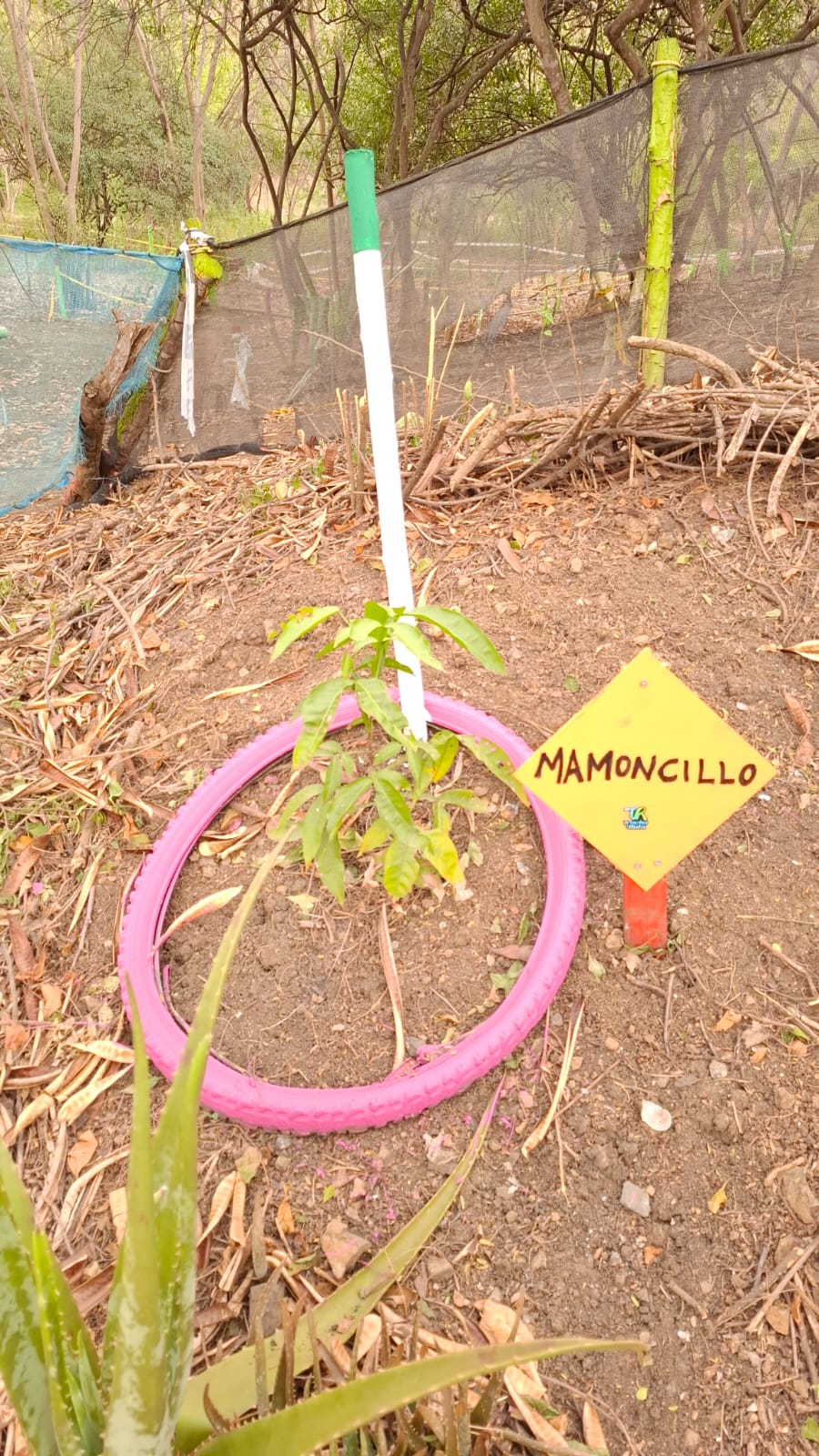 Árbol de Mamoncillo con llanta rosada y letrero amarillo en forma de diamante