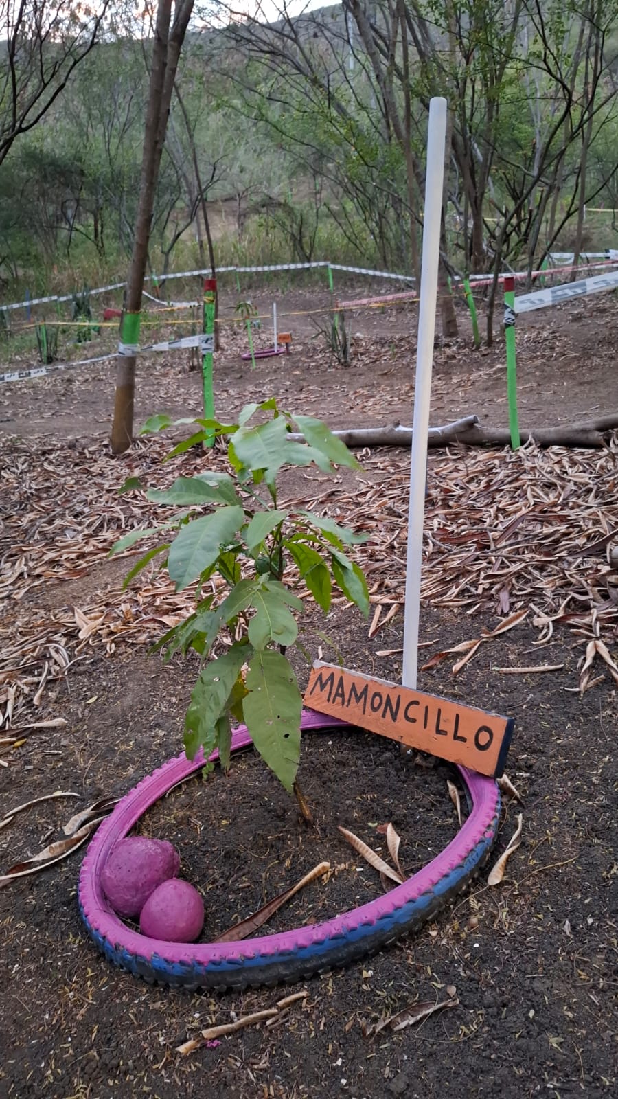 Árbol de Mamoncillo con follaje desarrollado en llanta rosada y azul, con letrero de madera naranja y bolas decorativas