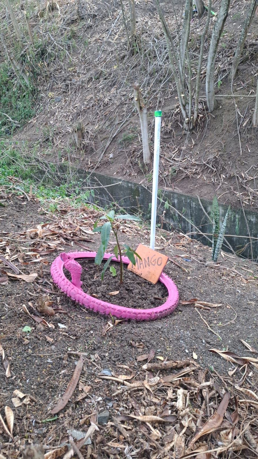 Árbol joven de Mango dentro de una llanta rosada reciclada con letrero naranja artesanal