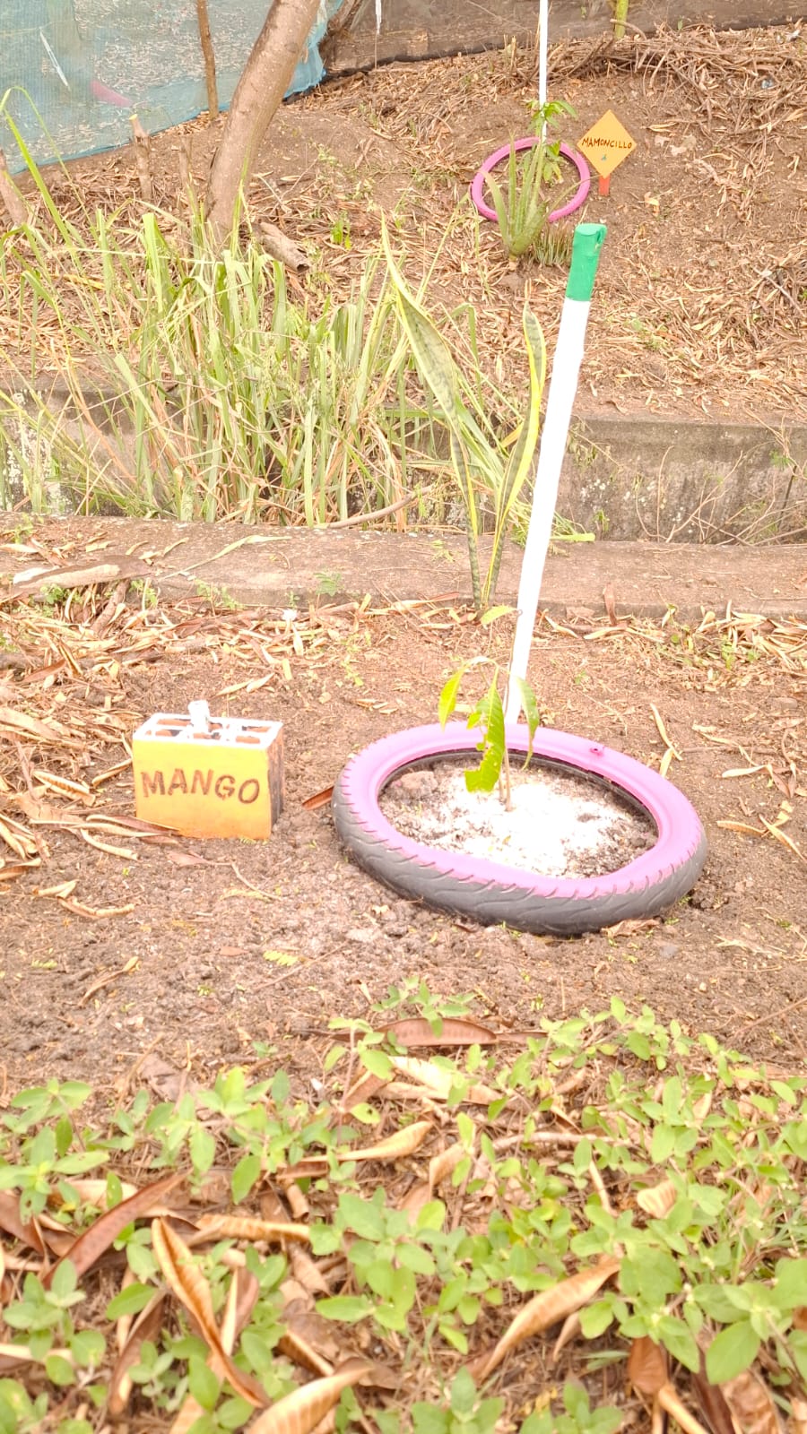 Árbol de Mango en llanta morada y rosada con letrero amarillo, Mamoncillo visible al fondo