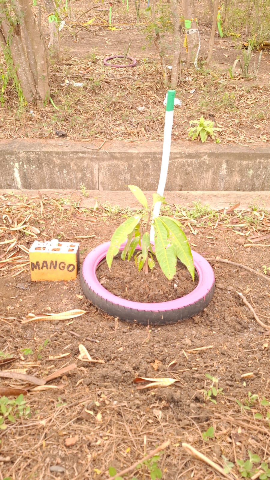 Árbol de Mango con follaje desarrollado dentro de llanta rosada reciclada y letrero amarillo