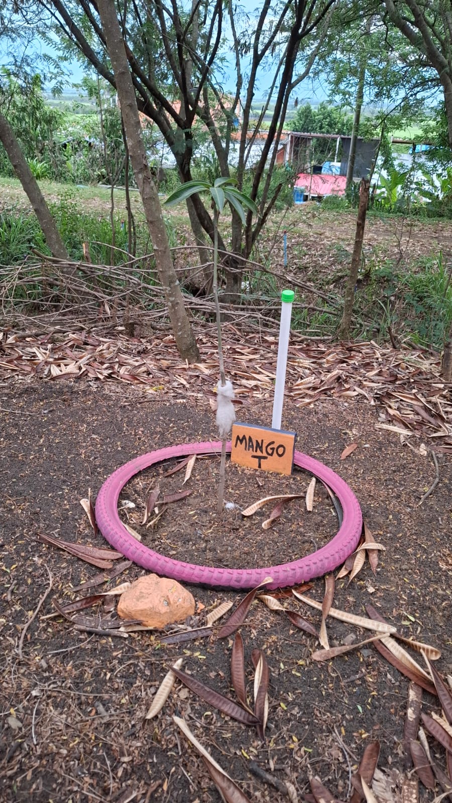 Árbol de Mango Tommy plantado dentro de una llanta de bicicleta pintada de rosado