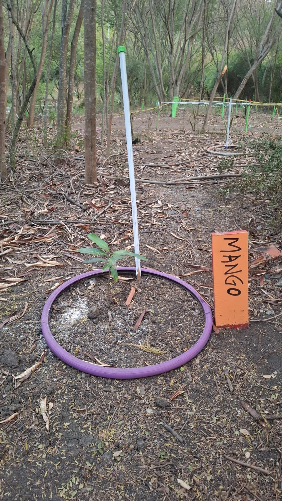 Árbol de Mango plantado dentro de una llanta de bicicleta pintada de rosado