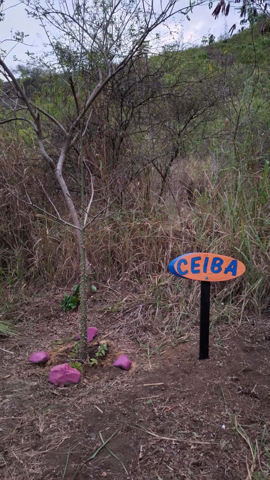 Ceiba sembrada en la jornada de mayo 2026, Pista Carlos Castro, Yumbo