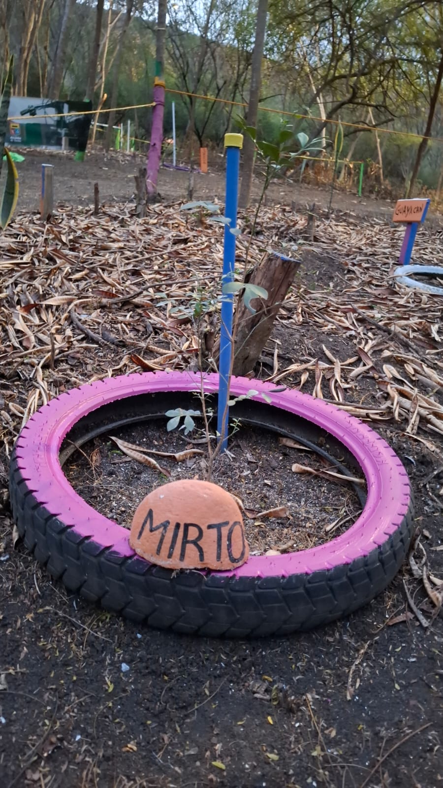 Árbol de Mirto recién sembrado dentro de una llanta de moto rosada con tutor azul y piedra naranja