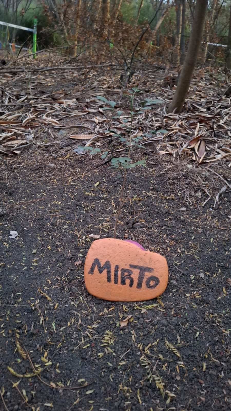 Pequeño árbol de Mirto recién sembrado con piedra naranja pintada a mano como identificación